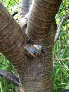 A snail, ready to launch a stealth attack